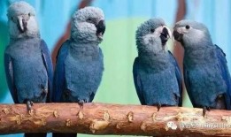 八哥爆料雷利视频大全集,雷利视频大全集精彩瞬间汇总